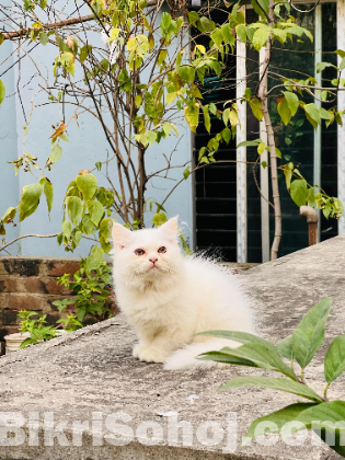 Persian cat